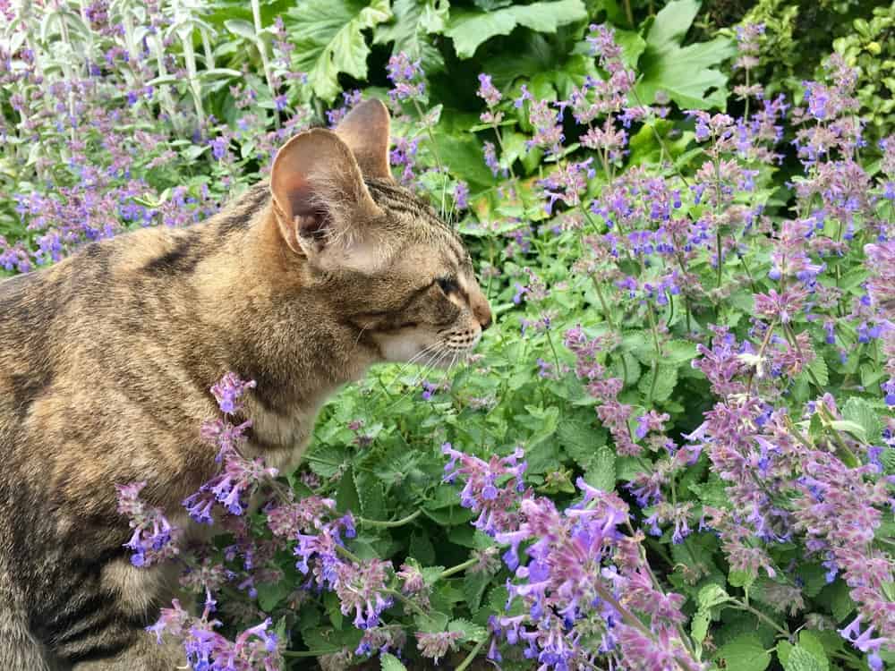Can Your Pets Eat Catmint?