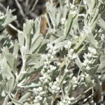 Is Sagebrush Edible For Humans