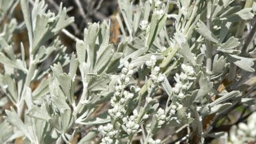 Is Sagebrush Edible For Humans