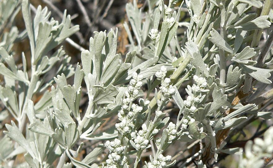 Is Sagebrush Edible For Humans