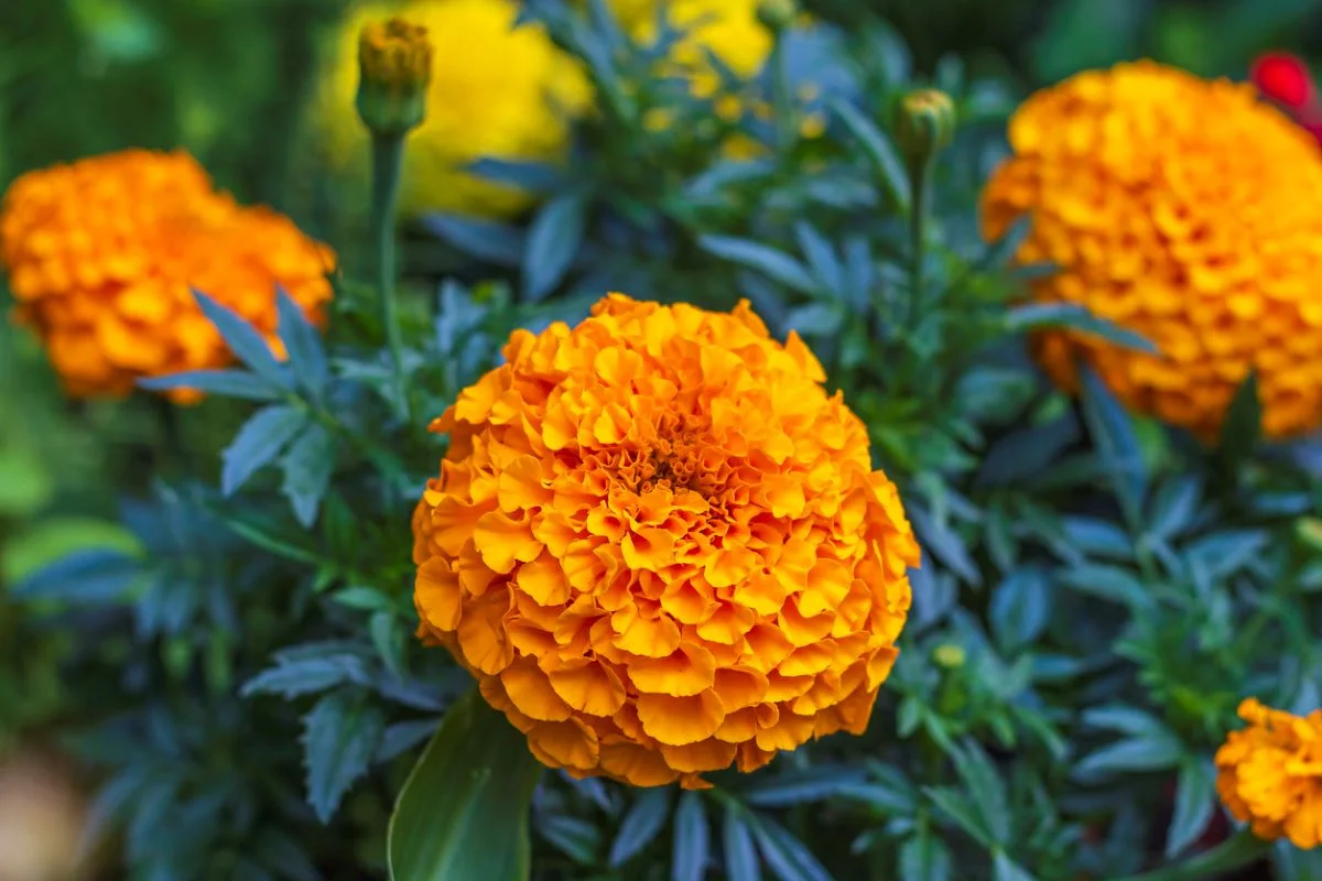 Are Marigolds Edible? Enhance The Flavor & Taste Of Dishes! Dreams wire