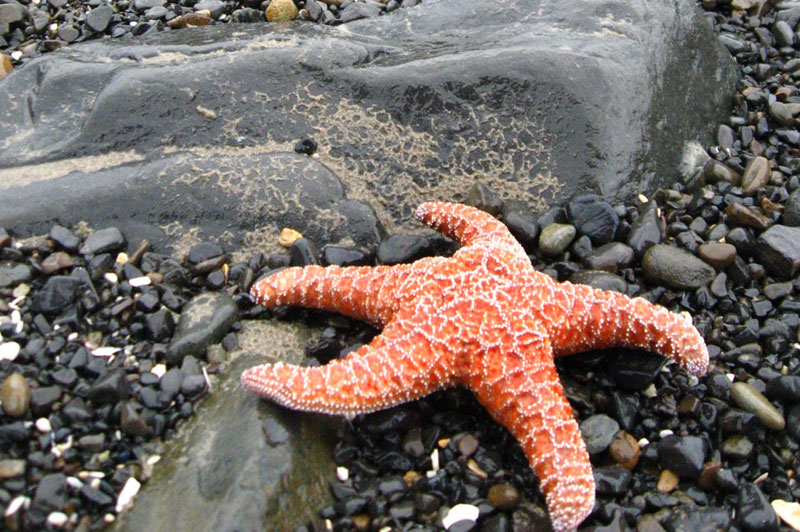 Are Starfish Edible