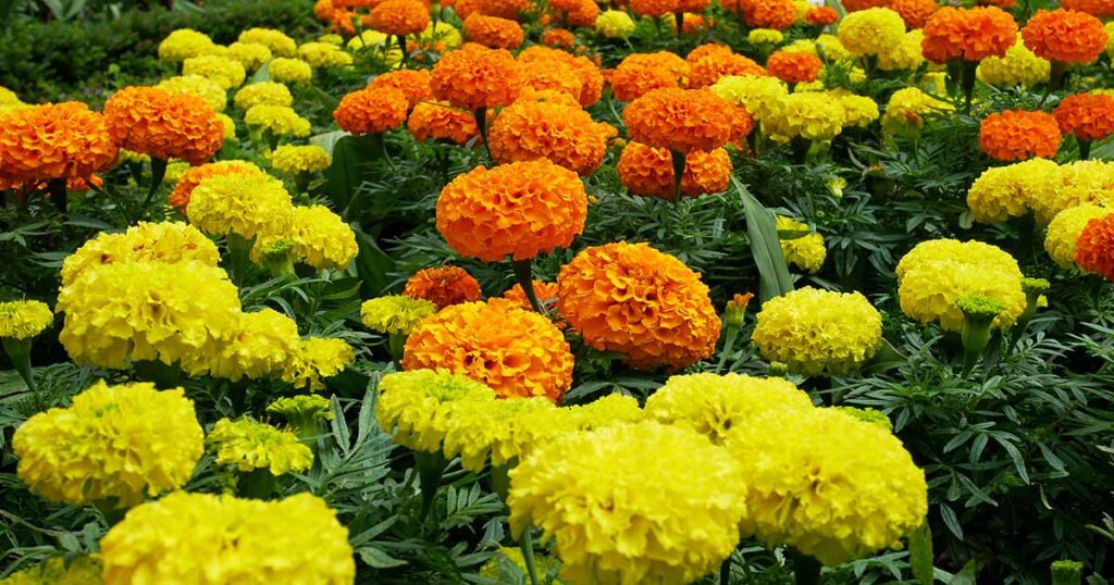 How Can I Use Marigolds In The Kitchen