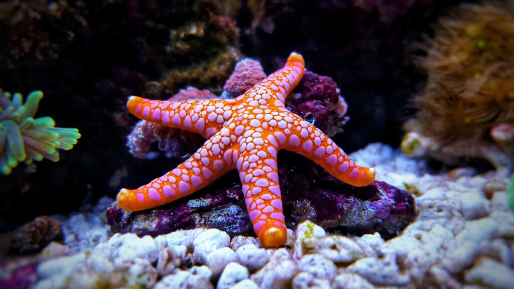 Is Starfish Edible