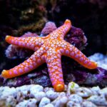 Is Starfish Edible