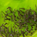Top Ways To Kill Mosquito Larvae In Standing Water Quickly 