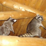 5 Telling Signs Raccoons Might be Living in Your Attic