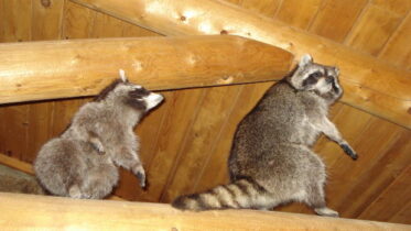 5 Telling Signs Raccoons Might be Living in Your Attic
