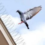 The Ultimate Guide to Pigeon Repellent Strategies 