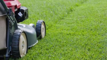 5 Tips for Keeping a Healthy and Green Lawn Year-Round