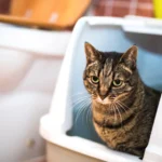 How Often Should You Clean Your Cat's Litter Box?