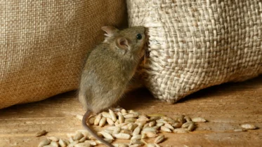 Expert Strategies for Mice and Pest Elimination at Home and on the Go