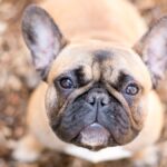 Understanding and Managing Shedding in Frenchies