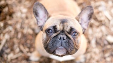 Understanding and Managing Shedding in Frenchies