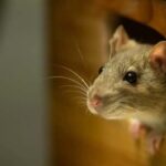 How to Keep Rodents Out During the Cold Months in Arlington?