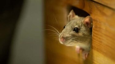 How to Keep Rodents Out During the Cold Months in Arlington?