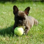 All You Need to Know About Frenchies | Best French Puppies