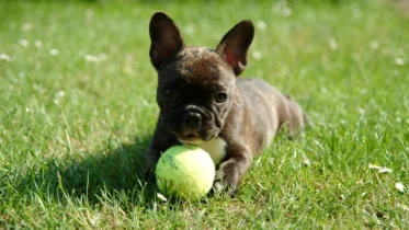 All You Need to Know About Frenchies | Best French Puppies