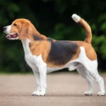 Beagle: A Detailed Breed Description