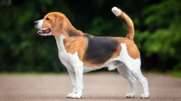 Beagle: A Detailed Breed Description